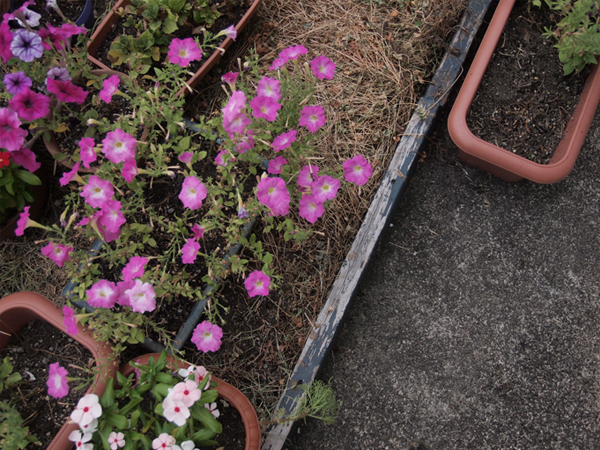 ��Ȃ����q�ɂ̉���