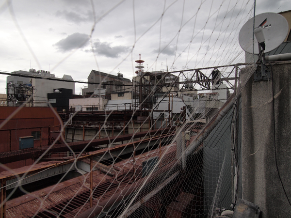 ��Ȃ����q�ɂ̉���