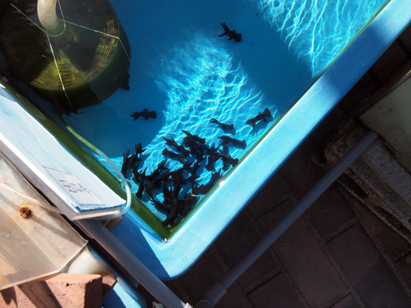 �����r�ܖ{�X�̉���