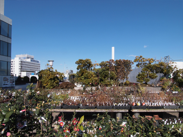 �����r�ܖ{�X�̉���